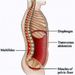 muscles-stabilisateurs-au-tronc